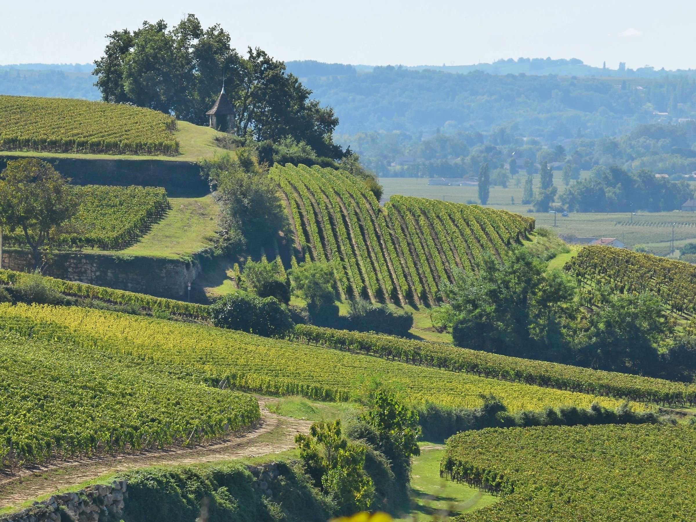 Les coteaux de vignes de Saint-Émilion